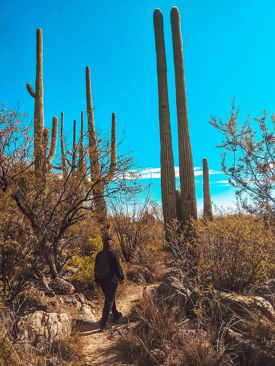 Sabino Canyon, Arizona