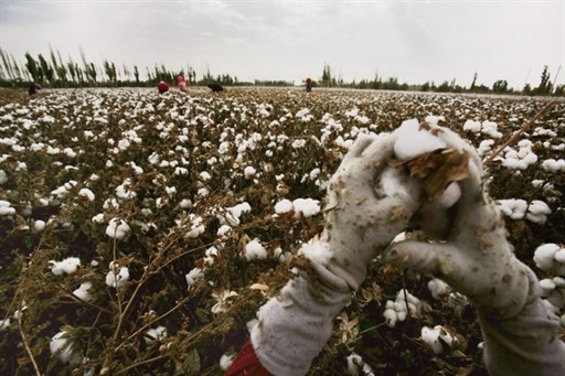 COTTON ECONOMY AGRICULTURE