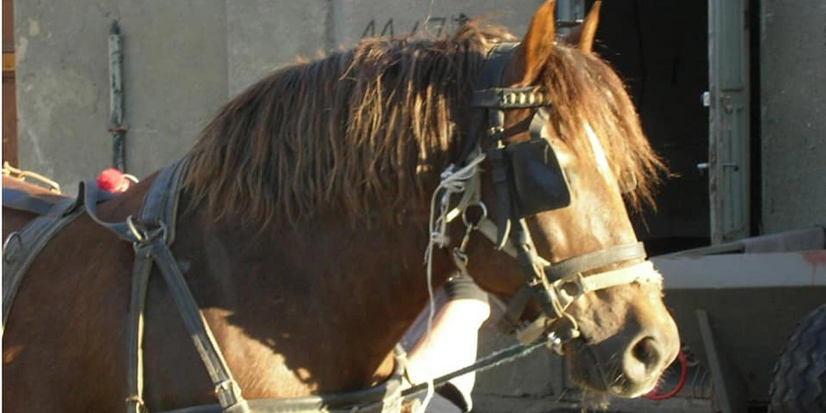 Koń przepracował 16 lat i odmówiono mu emerytury 