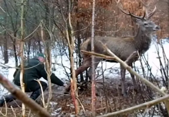 Mieszkańcy uratowali jelenia, który zaplątał się w kłusownicze wnyki