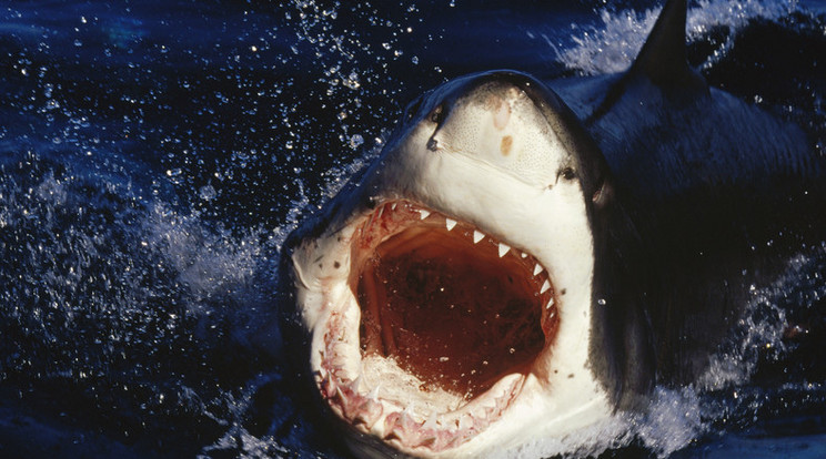 A cápa három és fél méteres lehetett /Illusztráció: AFP