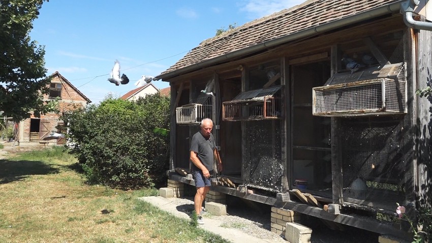 Sada ima oko 100 jedinki