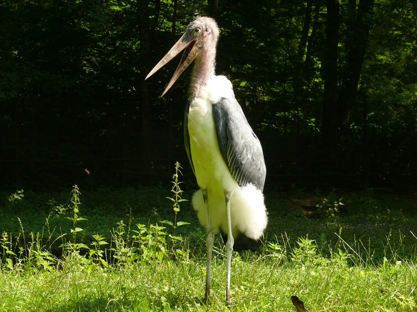 Romantyczna historia marabutów z ZOO w Poznaniu