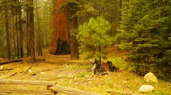 Pożar w parku narodowym Yosemite. Las żyjących kilka tysięcy lat sekwoi jest zagrożony