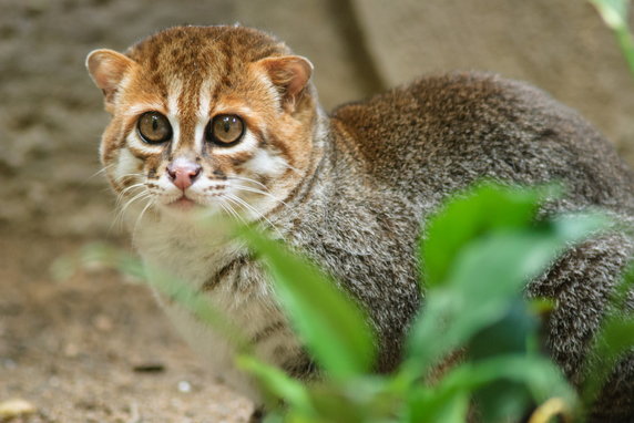 Kotek kusy był uznawany za gatunek wymarły aż do 1995 r. 
