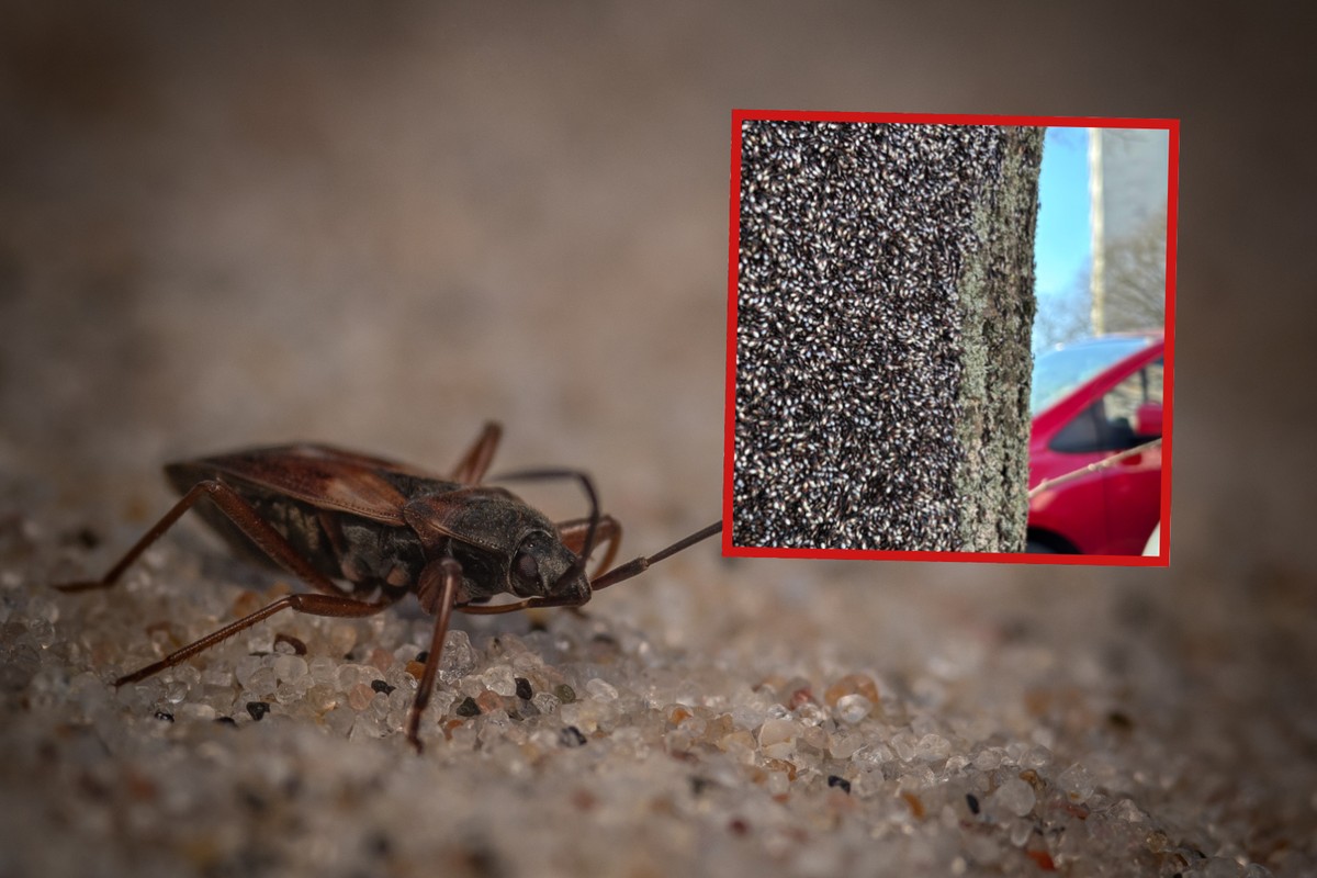 Inwazja pluskwiaków