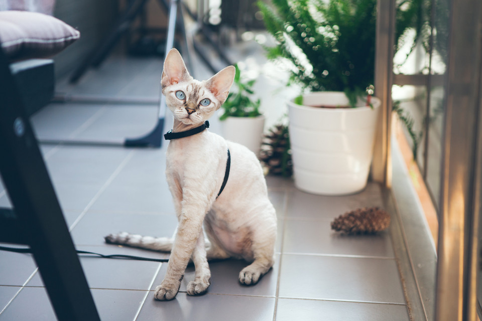 Devon rex