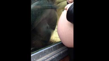 Kobieta pokazała brzuch ciążowy w zoo. Zobaczcie, co się stało