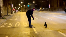 Letartóztatták a szökött pingvint a körúton: itt a nem mindennapi fotó