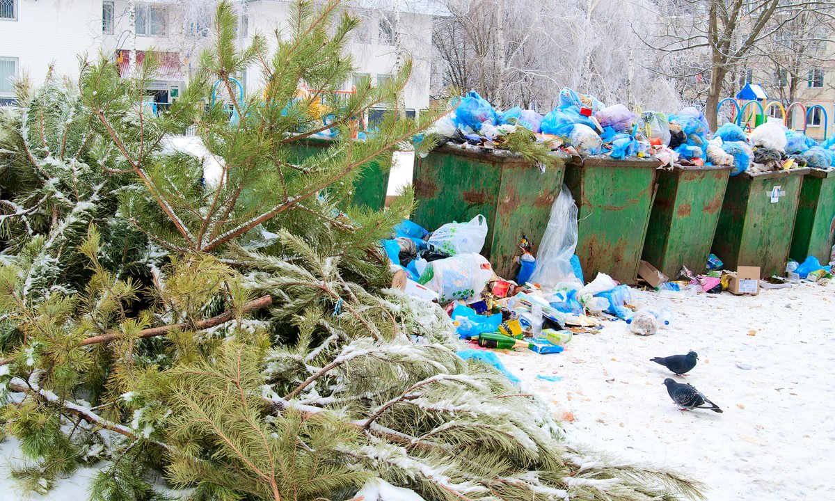 Gdzie wyrzucić żywą choinkę po świętach? Za to grozi 500 zł kary