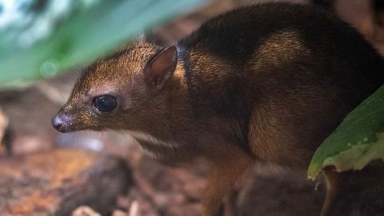 Myszojeleń z łódzkiego zoo