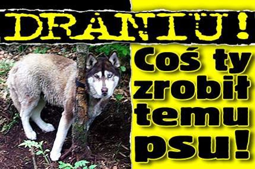 Draniu, coś ty zrobił temu psu!