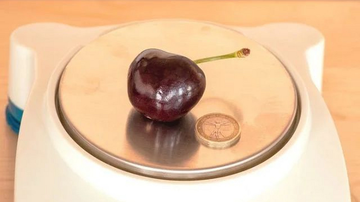 <strong>Ponad 26 gramów waży wiśnia uznana za najcięższą na świecie. Owoc z włoskiego regionu Emilia-Romania został oficjalnie wpisany do Księgi rekordów Guinnessa. Jest większy niż kasztan i prawie tak ciężki jak niejedna morela.</strong>