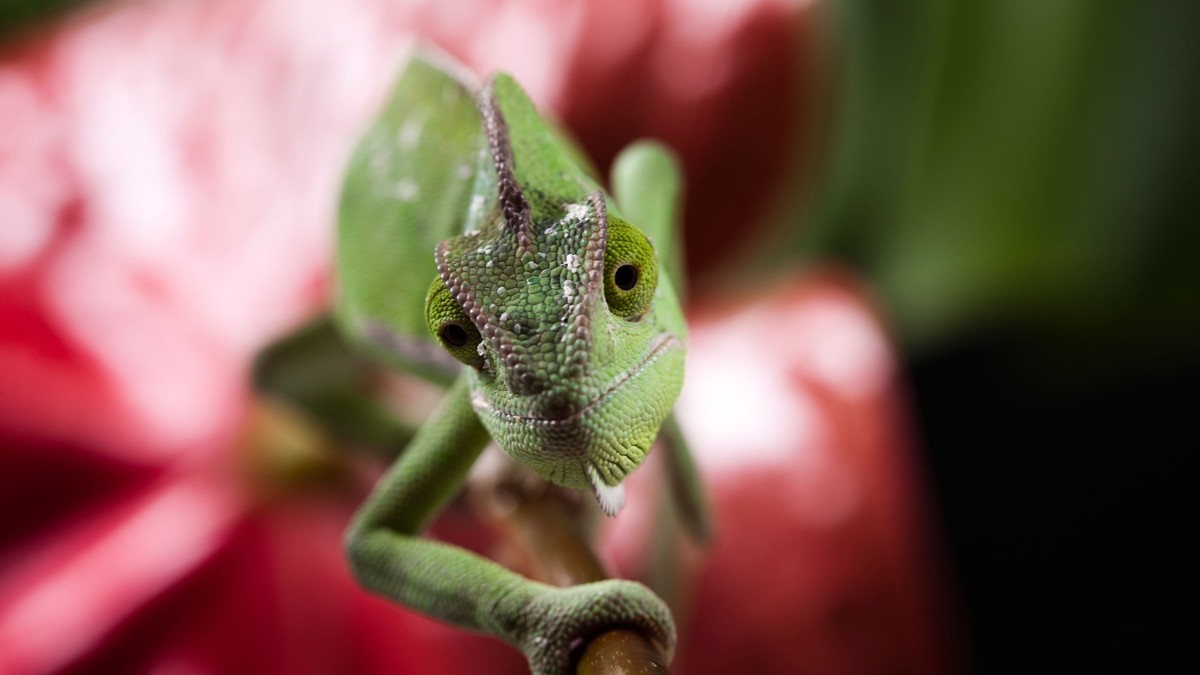 Ove životinje imaju supermoći o kojima ljudi mogu samo da sanjaju