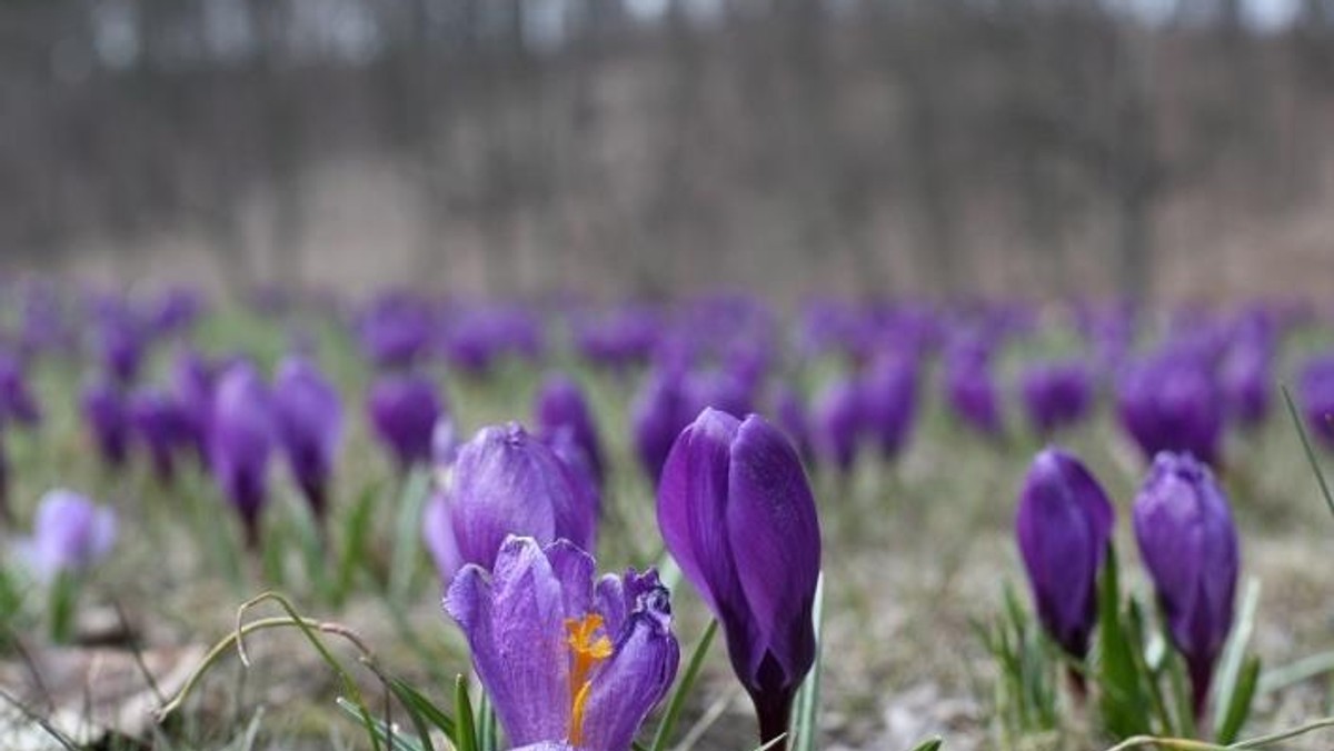 krokus wiosna krokusy