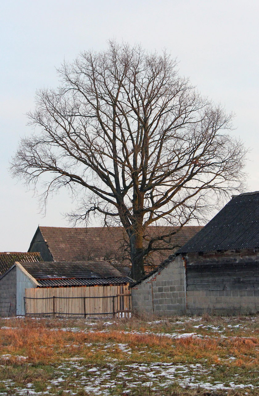 Zabił, bo przeszkadzały mu drzewa. Brutalna zbrodnia na Podlasiu