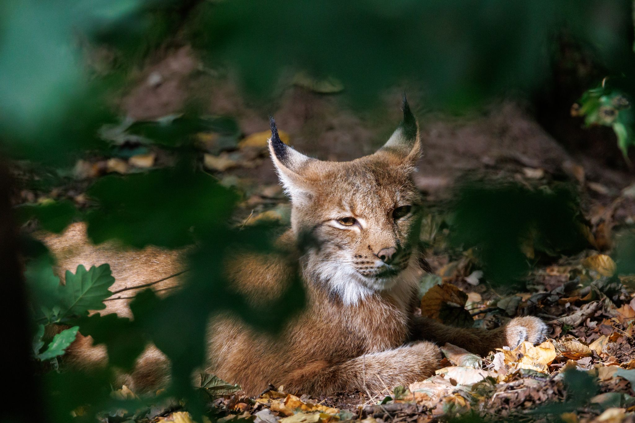 Luchs Martin im Schwarzwald ausgewildert - 8. Tier im Projekt