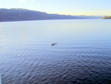 Prawda o potworze Loch Ness