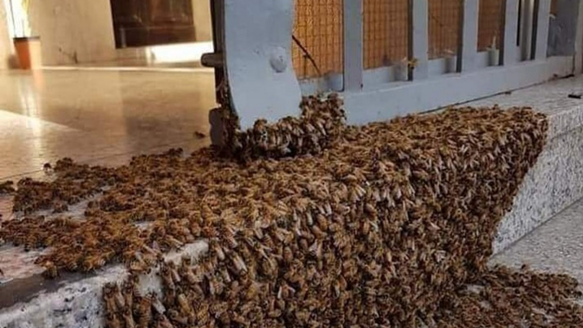 Pszczoły wędrujące w Polsce. Jeśli je zobaczysz, nie dzwoń po policję