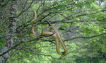 W lesie na drzewie można spotkać węża dusiciela! Jest się czego bać?