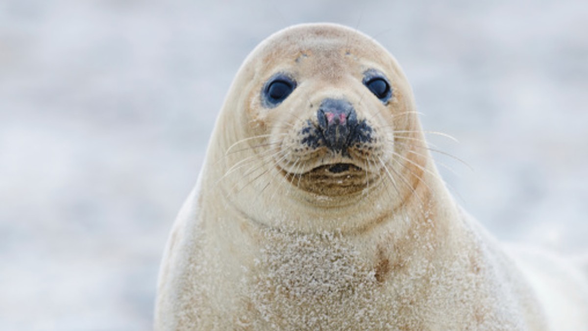 W Miejskim Ogrodzie Zoologicznym w Płocku przyszła na świat foka szara. Pokryta jest białym puszystym futerkiem i przybiera na wadze około 1-2 kg dziennie. To już trzecie dziecko pary fok szarych z płockiego ogrodu: samicy Selmy i samca Bubi.