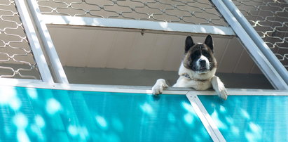 Psa w upały na balkonie czy na uwięzi - Gdy zobaczymy taką sytuację, trzeba reagować! Oto jak