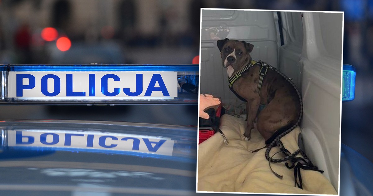 Pies ruszył w ich kierunku i zaczął wściekle gryźć. Właściciel może trafić do więzienia