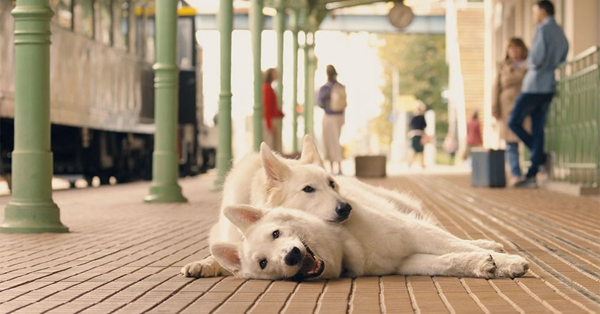 Sukces kasowy w Polsce, prestiżowe nagrody za granicą. Dopisali ciąg dalszy