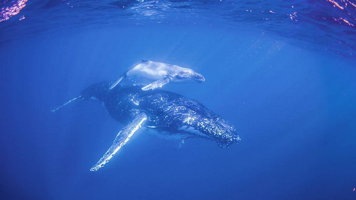 Obserwowanie wędrówki wielorybów, wzdłuż wschodniego wybrzeża Australii, to niezwykłe doświadczenie. Ale jeszcze większym przeżyciem jest pływanie w ich zacnym towarzystwie.