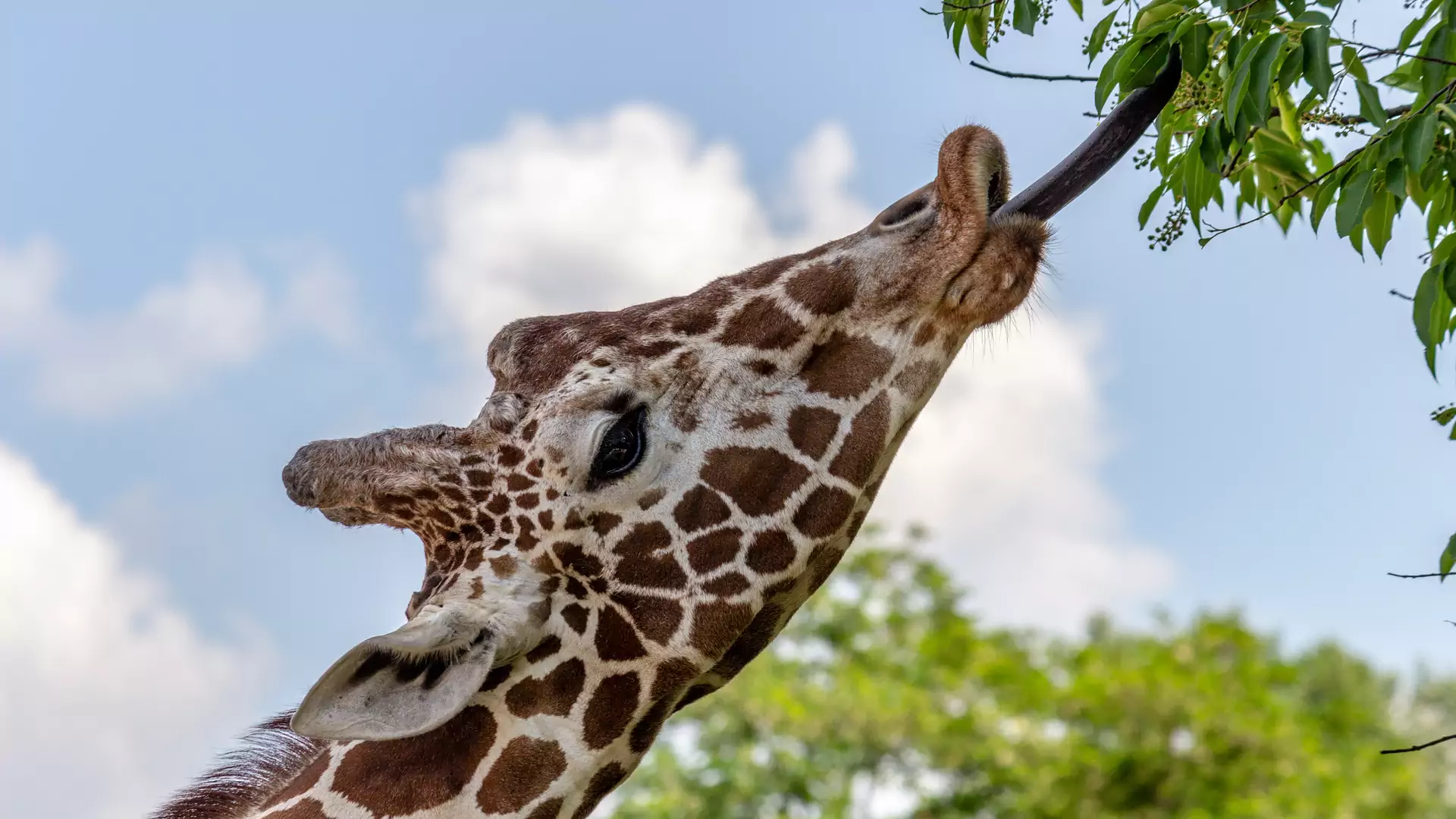 Nie żyje żyrafa Dobrawka z poznańskiego zoo - pracownicy nie mają sił do odwiedzających