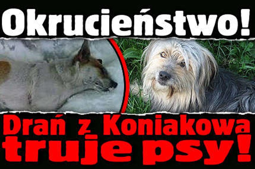 Drań z Koniakowa truje psy