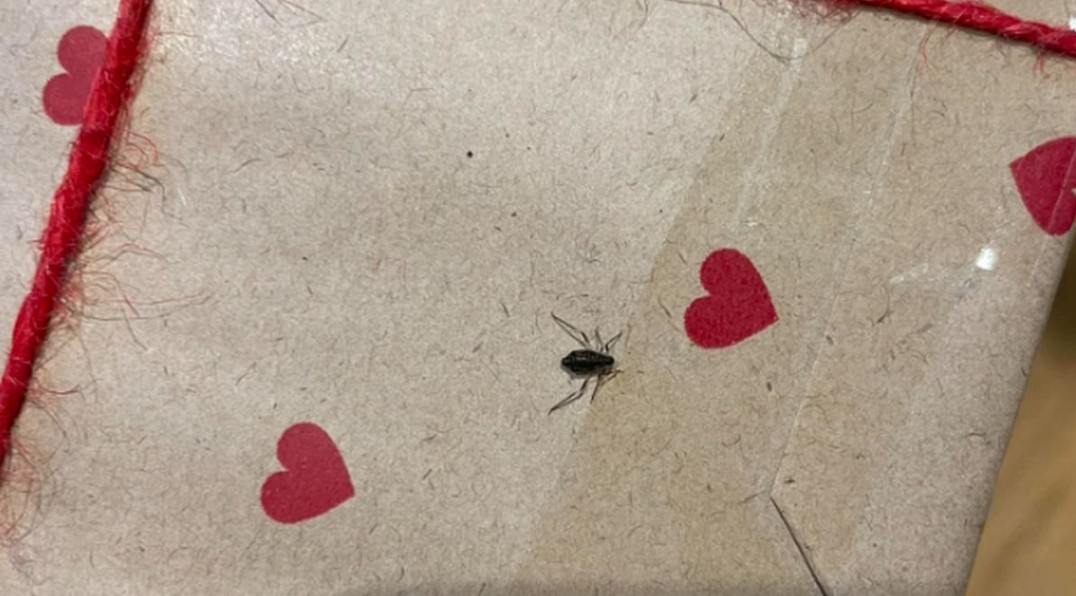 Chrobáky z vianočného stromčeka.