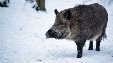 Zagłada dzika w Polsce? WWF: To nie jest metoda na walkę z ASF. Za przenoszenie wirusa do hodowli odpowiadają ludzie