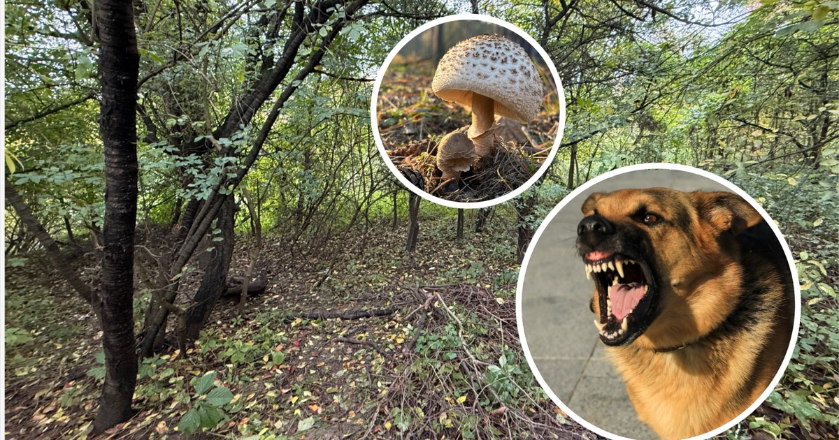 Koszmar w lesie pod Zieloną Górą. Psy rzuciły się na grzybiarza. Mężczyzna walczy o życie