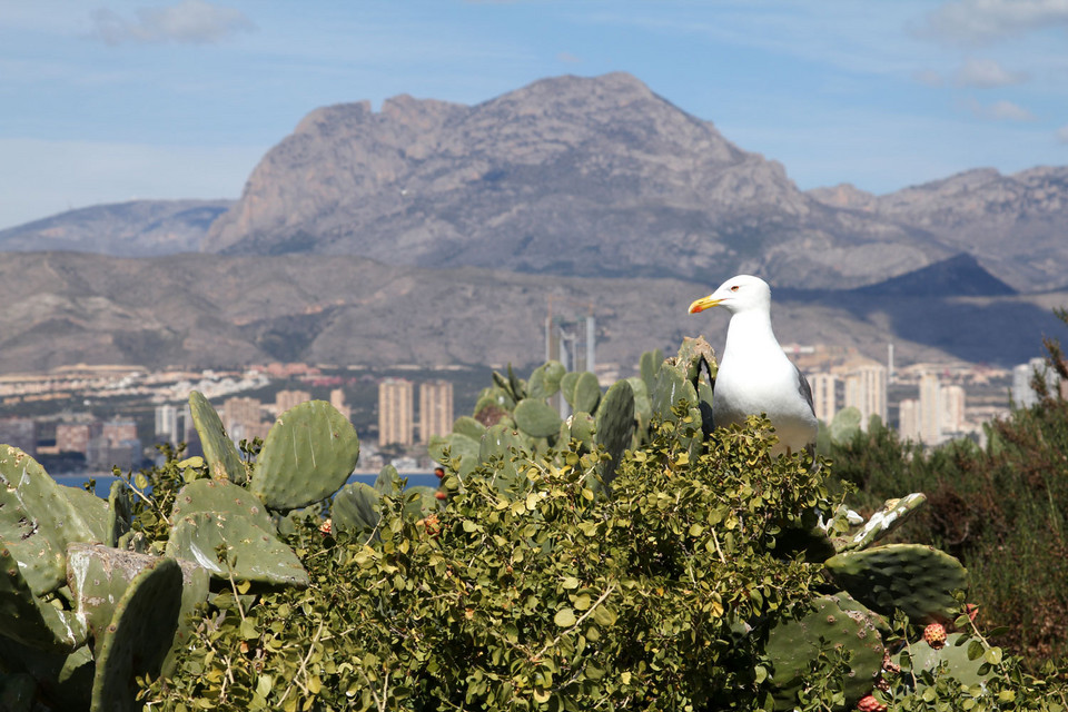 Hiszpania - Benidorm i okolice