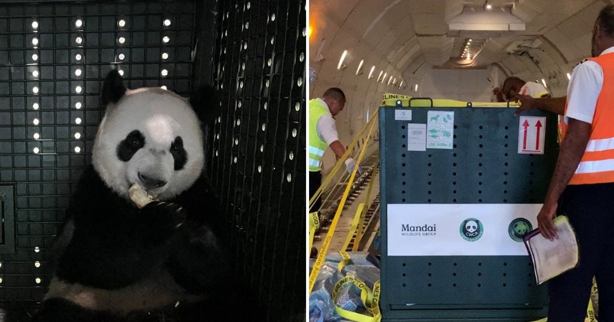 Here's how Singapore Airlines airlifted a giant panda cub and sent it ...