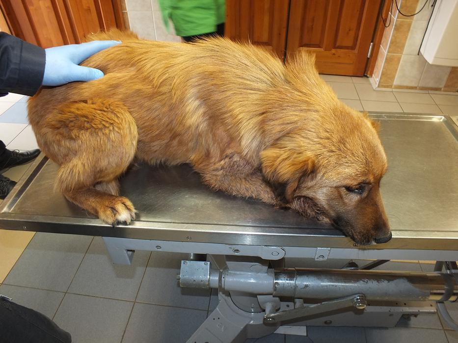 A kutyus életét sikerült megmenteni /Fotó police.hu