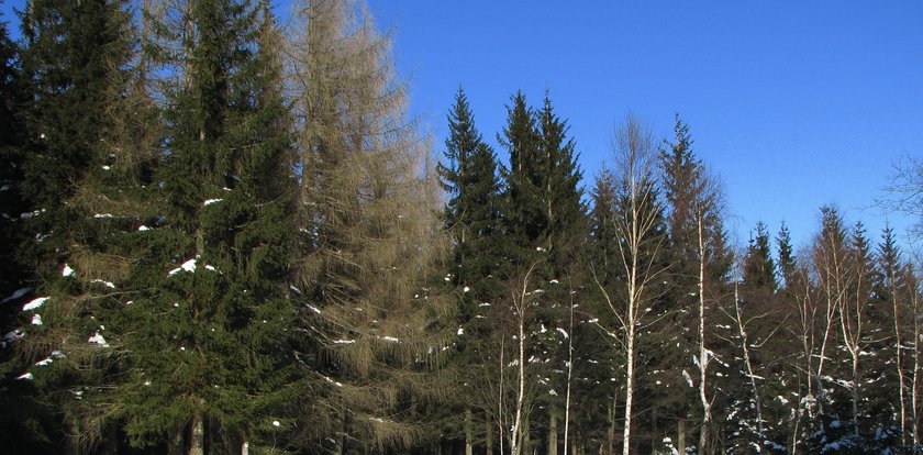 Wstyd na całą gminę! Nakryli urzędnika, jak "dorabia" do pensji