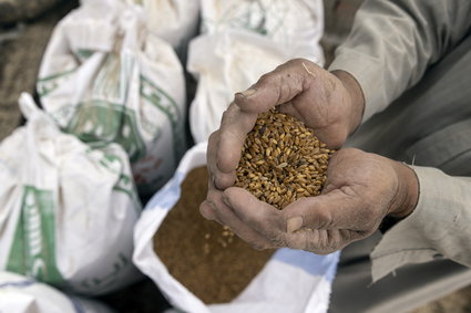 Skradzione Ukrainie zboże trafi do Afryki. Zagrożone głodem kraje kupią je od Rosjan?
