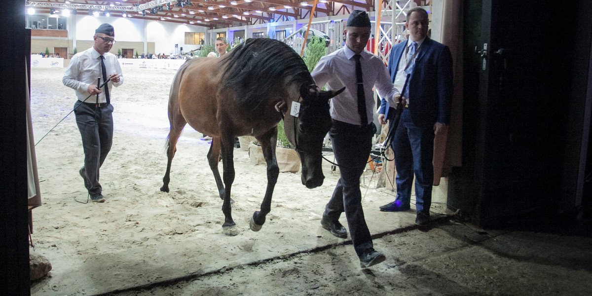 Państwowe hodowle koni jeszcze kilka lat temu miały łączne zyski, w 2018 r. odnotowały stratę. Większość z nich miała wtedy ujemny wynik. Nadzorujący je organ prosi o finansowe wsparcie