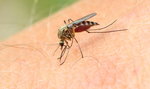 Jak odstraszyć komary? Poznaj domowe sposoby babć!