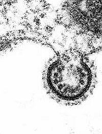 rsv-virus-d0000135A080109d8674d