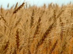 Zboże będzie droższe. Winny deszcz