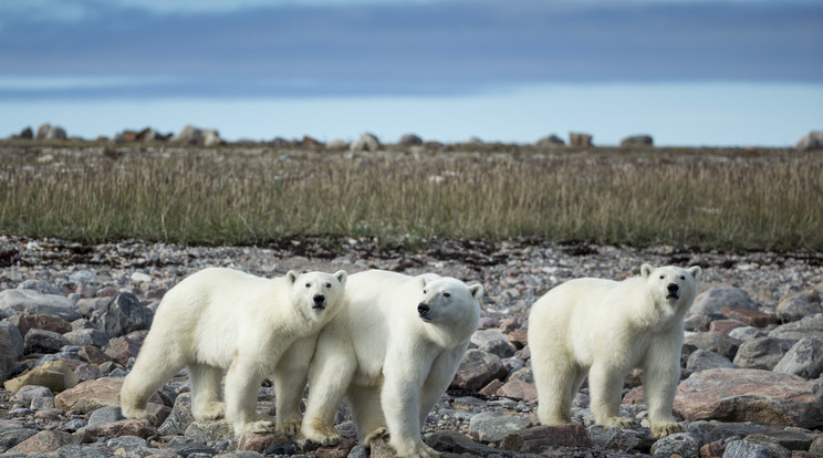 A jég elolvadása miatt nem jut elegendő táplálék a jegesmedvéknek/Fotó: AFP