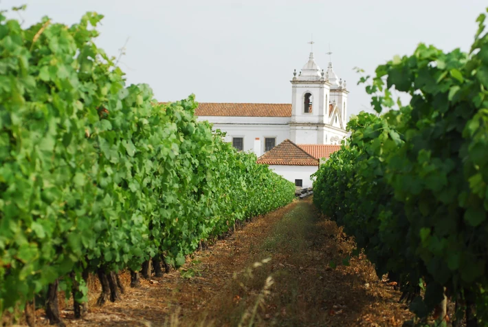 Region Tejo i jego wina