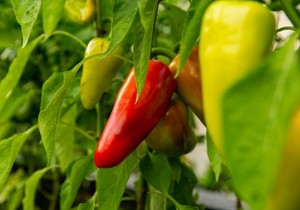 Paprika