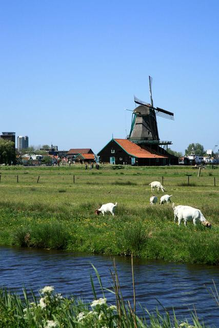 Galeria Holandia - Zaanse Schans, obrazek 1