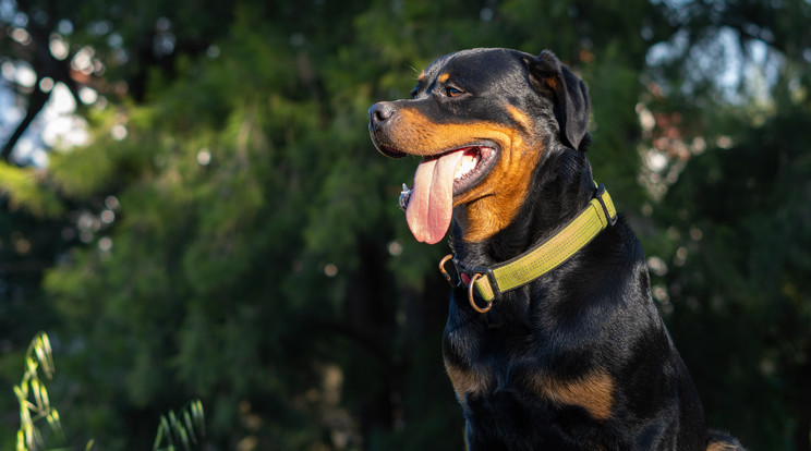 Rottweiler kutyái támadtak meg egy ausztrál nőt/Illusztráció: Pexels