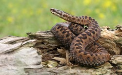 Dwugłowa żmija zygzakowata pod Pułtuskiem. "Nie jest to przypadek odosobniony"