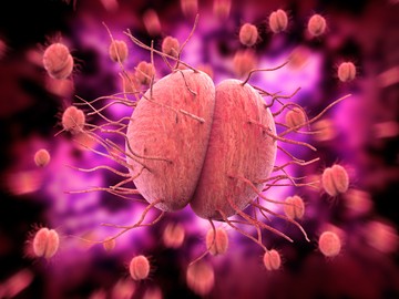 A gonorrhoea (más neveken tripper vagy kankó) kórokozója a gonococcus (Neisseria gonorrhoeae), melynek terjedése történhet szexuális érintkezéssel vagy anyáról gyermekére a méhlepényen át.